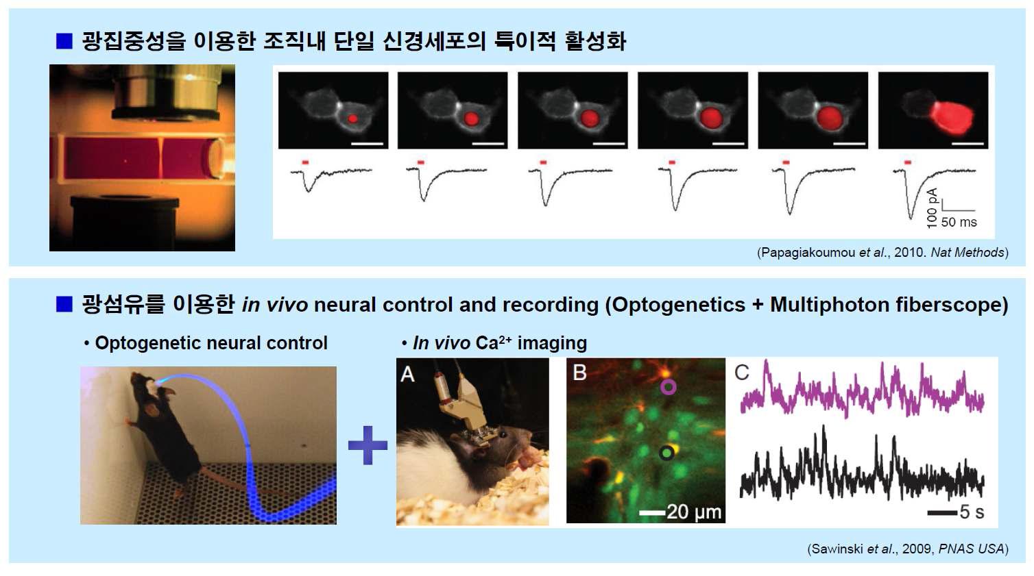 Optogenetics 기법의 활용