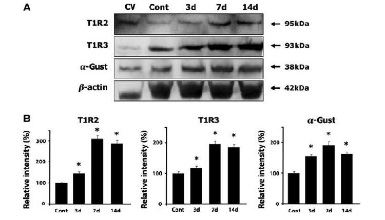 Immunoblotting of T1R2, T1R3 and a-gustducin (a-Gust) after ischemia.