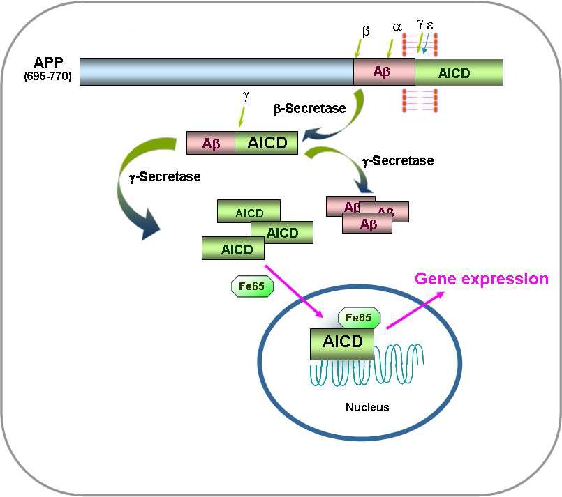 APP의 proteolytic processing과 AICD의 핵으로의 이동 및 유전자 전사