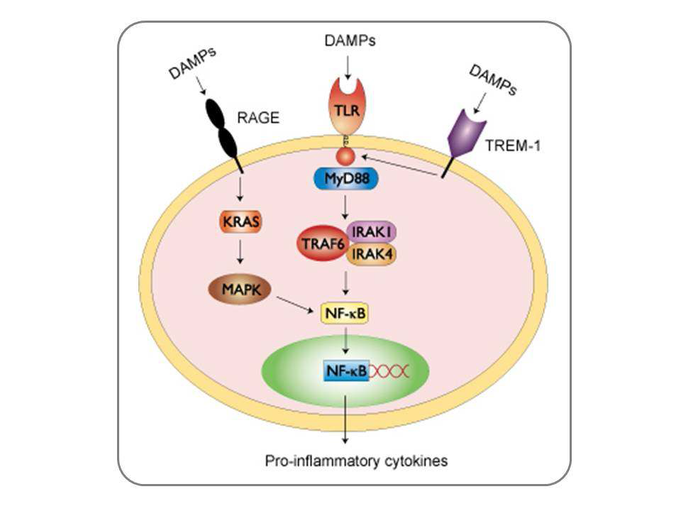 S100a9을 포함한 DAMPs (Damageassociasted molecular patterns)의 면역계질환과 관련된 분자기작. The best known DAMPs are high mobility group box-1 (HMGB1), S100A8 (MRP8, calgranulin A) and S100A9 (MRP14, calgranulin B), and Serum amyloid A (SAA). (Foell D. et al., 2007)