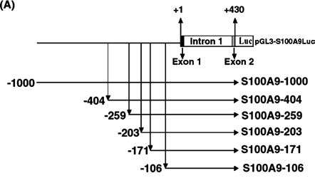 Diagram of the S100A9 promoter and the reporter constructs used in the transient transfection assays. (Breast Cancer Research 2004)