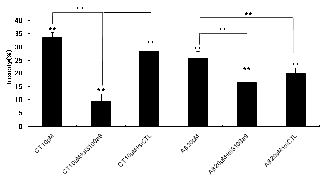 CT 또는 Aβ 단백질 처리 후 세포 독성 변화 확인