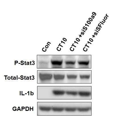 CT 처리후 STAT3의 인산화 확인
