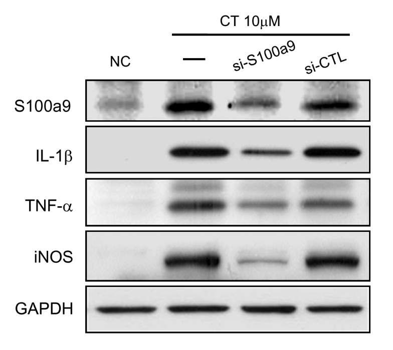 BV2 세포주에서 CT 과발현시 면역 관련 cytokine, chemokine의 발현양상