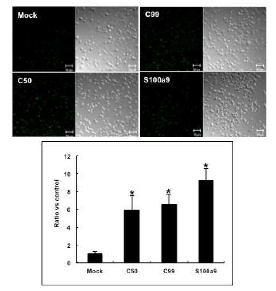 APP-CT (C99 또는 C50) S100A9을 직접 발현시킨 미세아교세포에서 세포내 칼슘양의 변화 확인