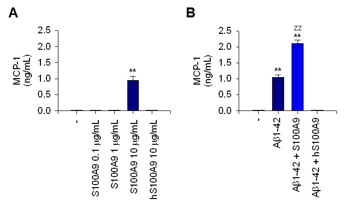 rS100a9 induced MCP-1 production in THP-1 cells (A) and enhanced Aβ-induced MCP-1 production (B).