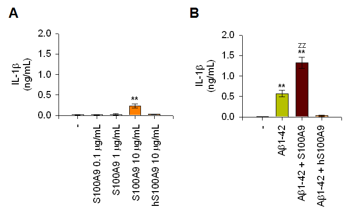 rS100a9 induced IL-1β production in THP-1 cells (A) and enhanced Aβ-induced IL-1β production (B).