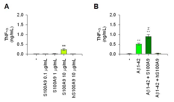 rS100a9 induced TNF-α production in THP-1 cells (A) and enhanced Aβ-induced TNF-α production (B).