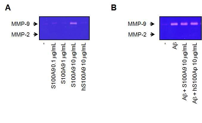 rS100a9 induced MMP-9 secretion in THP-1 cells (C) and in Aβ-treted cells (D).