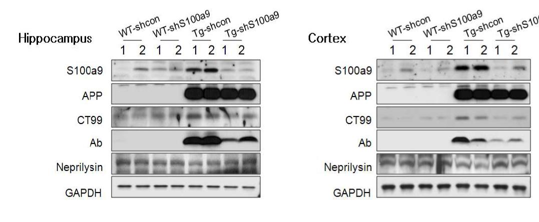 sh-S100a9 렌티 바이러스 주입 후 해마 부위와 cortex에서 Abeta의 단백질 레벨 감소 확인