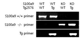S100a9 KO과 Tg2576 교배 마우스에서 s100a9 Knock out 및 Tg2576 확인 결과