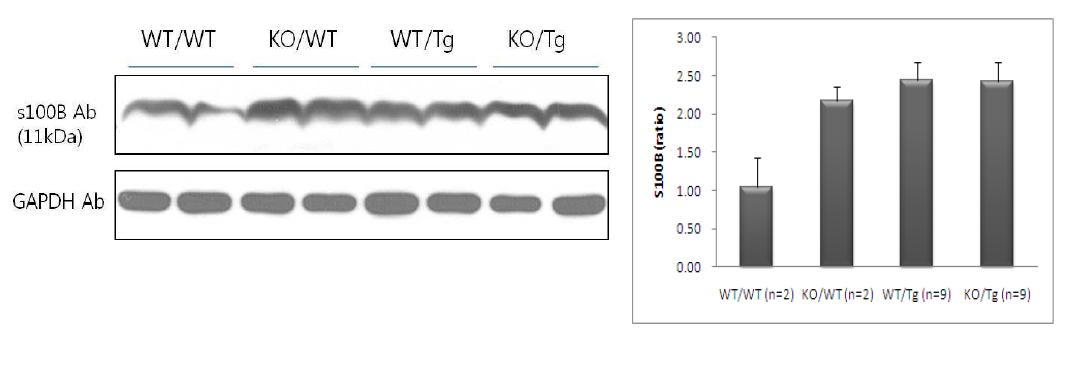S100a9 KO과 Tg2576 교배 마우스에서 s100B의 발현 비교 결과