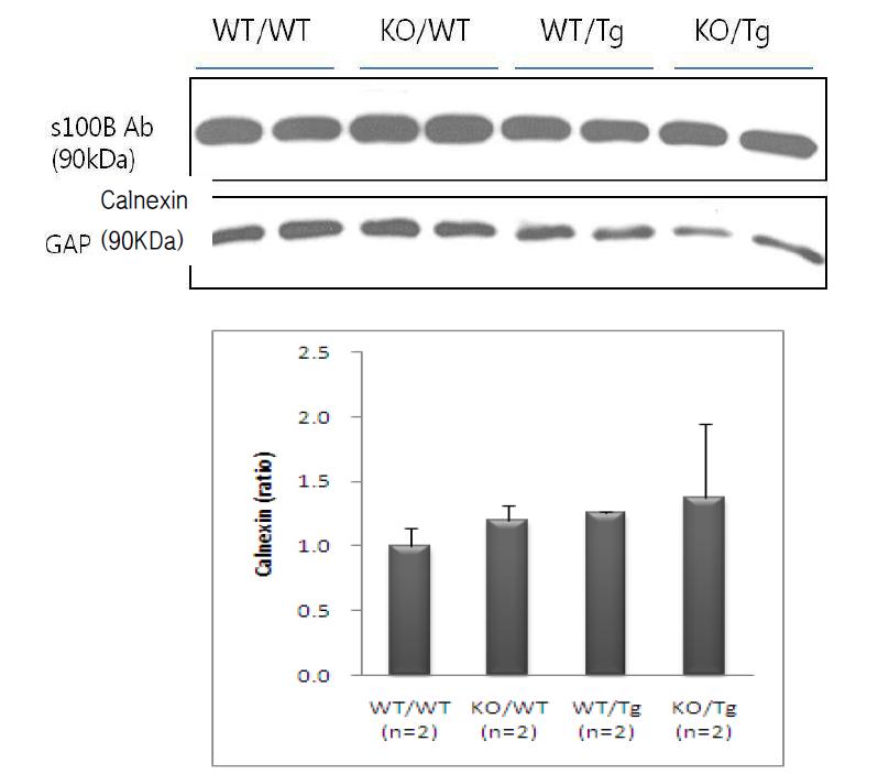 S100a9 KO과 Tg2576 교배 마우스에서 alnexin의 발현 비교 결과