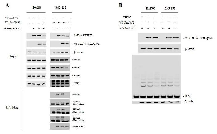 Figure 1. RanQ69L inhibits hTERT from interacting with importins and translocating into the nucleus