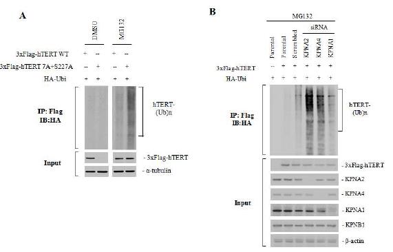 Figure 3. KPNAs depletion leads to Ubiquitination of hTERT in vivo