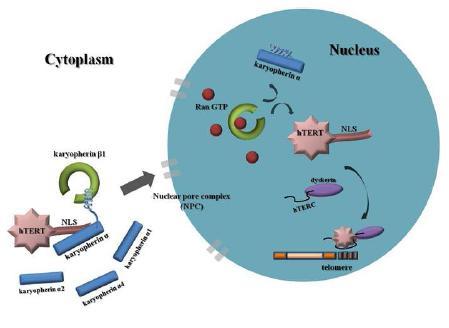 Figure 4. KPNA depletion decreases the stability of hTERT