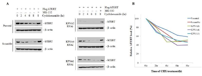 Figure 5. Model for the importin- and Ran-dependent nuclear translocation of hTERT.