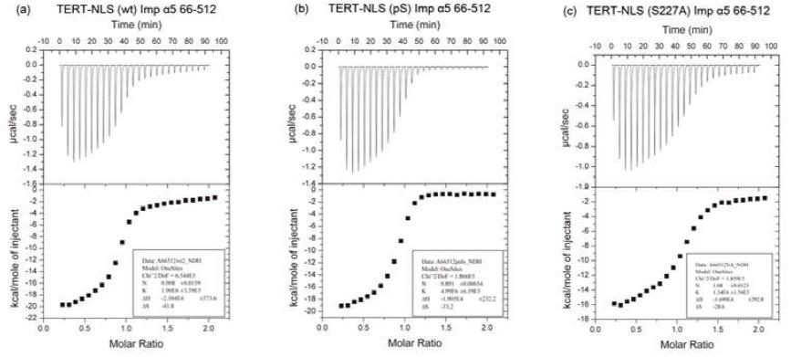 Figure 6. ITC analysis of the interaction of TERT (WT, pNLS and S227A) peptides with importin α5