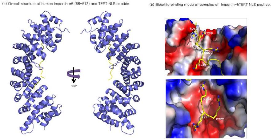 Figure 9. X-ray structure of the human TERT NLS peptide complexed with importin α5.