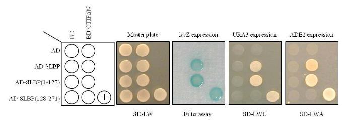Figure 10. CTIF과 SLBP 간의 특이적 결합을 보여주는 yeast two-hybrid 실험 결과