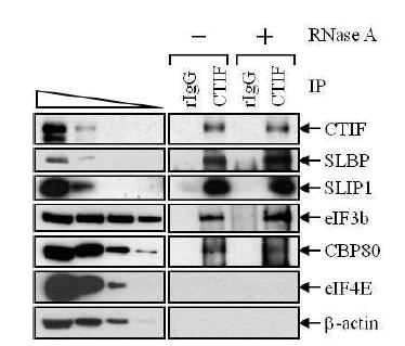 Figure 11. CTIF과 SLBP 간의 특이적 결합을 보여주는 IP 실험 결과