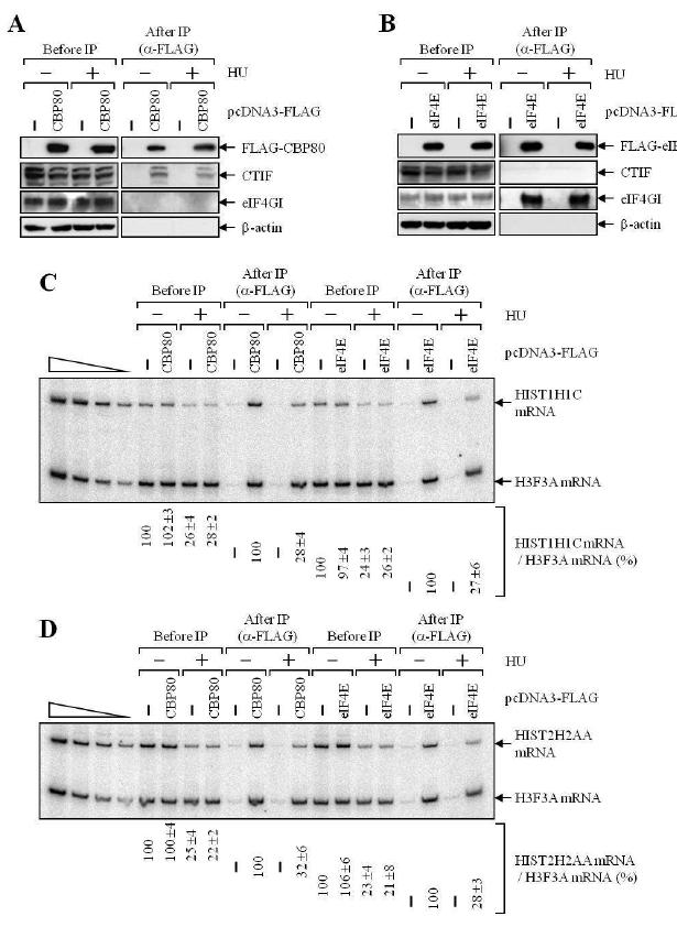 Figure 13. Histone mRNA의 제거는 CBP80/20이 결합한 형태에서 일어남을 보여주는 실험 결과
