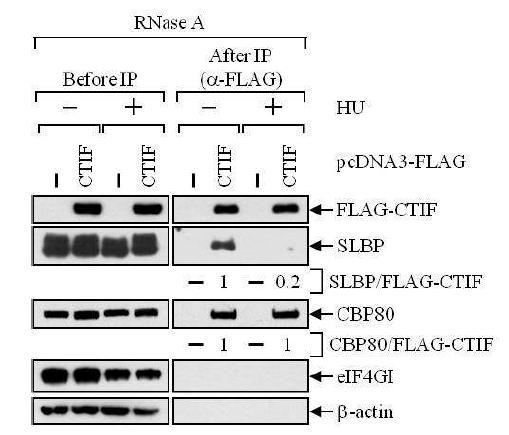 Figure 14. Genotoxic Stress 동안 CTIF-SLBP 간의 결합저해를 보여주는 IP 실험 결과
