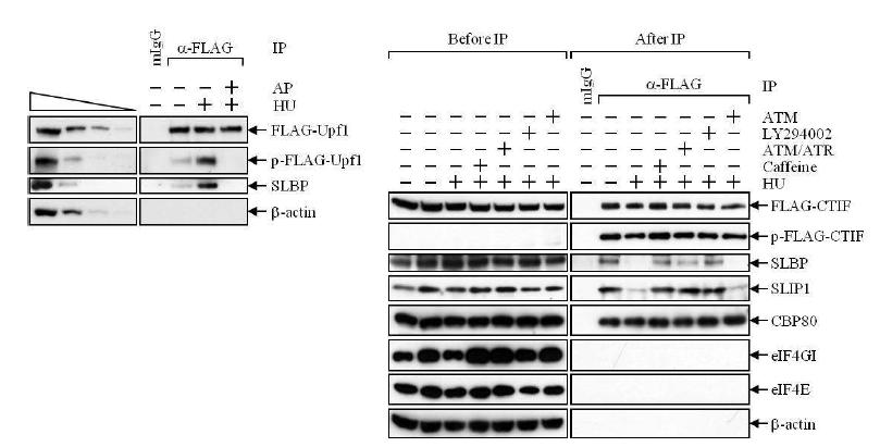 Figure 16. Genotoxic Stress 동안 PIKK에 의한 Upf1의 인산화를 보여주는 일련의 실험 결과