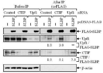 Figure 17. siRNA를 이용하여 CTIF, Upf1의 발현양을 선택적으로 줄인 후, SLBP로 IP를 수행한 결과