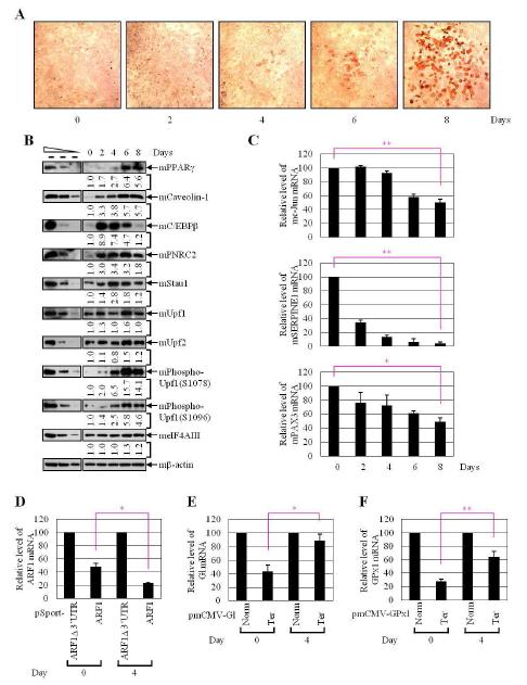 Figure 18. 지방세포분화과정에서 PNRC2, Upf1의 관련성을 보여주는 실험 결과