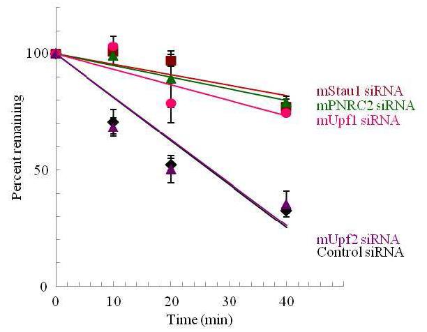 Figure 19. SMD의 신규 표적 mRNA로서 KLF2 mRNA의 발견