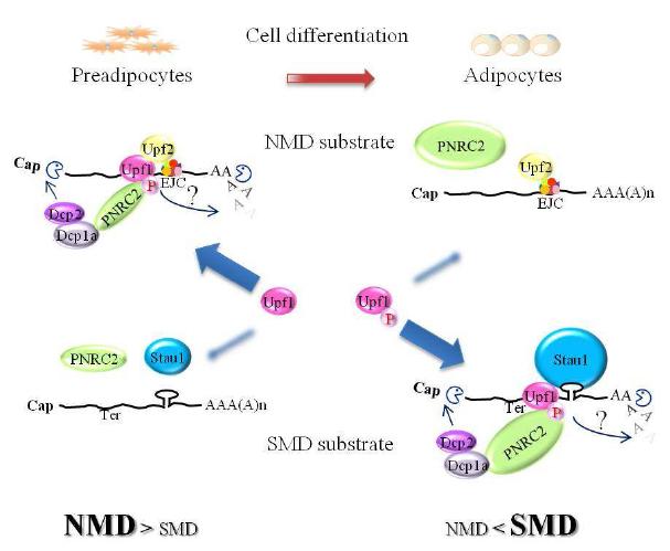그림 20. 지방세포분화와 NMD/SMD의 관계를 보여주는 모식