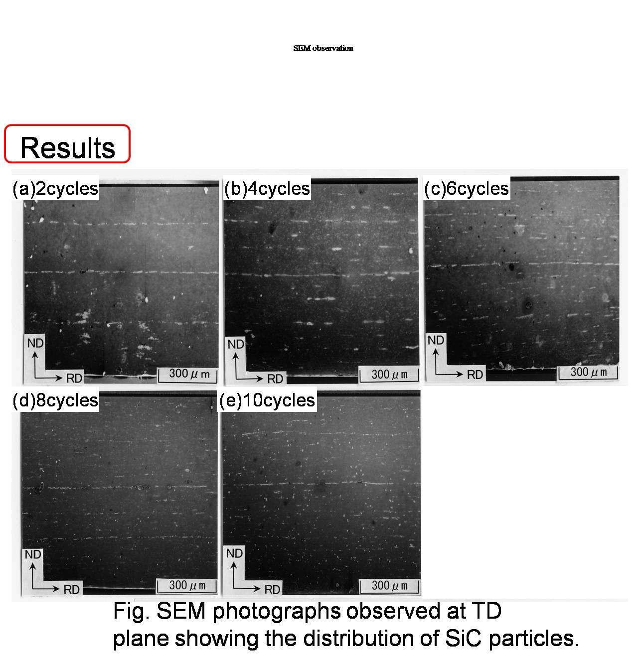 SEM photographs observed at TD plane showing the distribution of SiC particles.