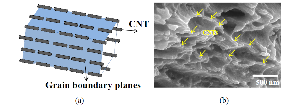 (a) 복합재료 내 배열되어 있는 CNTs 인장시험 후 관찰한 시편의 파단면의 SEM Image. 개략도, (b) 강소성 이속압연으로 제조된 복합재료 시편의 인장시험 후 관찰한 시편의 파단면의 SEM Image.