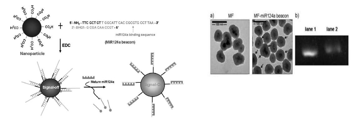 생체내 miRNA를 표적으로 세포 분화추적을 위한 나노형광체합성