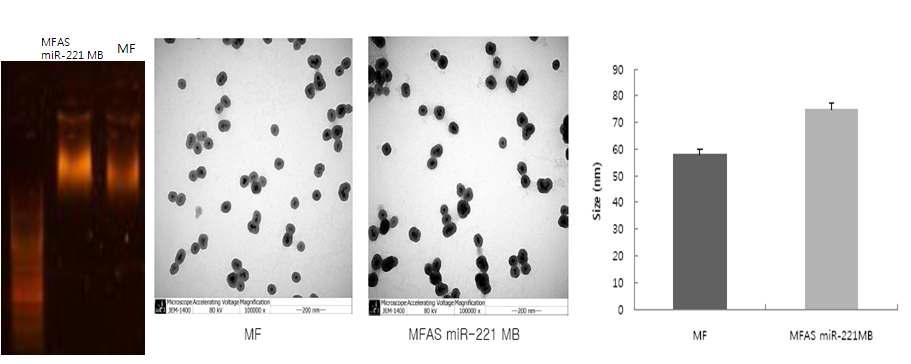 자성형광 나노입자(MF)에 miR-221 MB와 AS1411 Aptamer (AS)가 동시에 표지된 나노입자(MFAS miR-221 MB)의 물리적 특성. 좌), 전기영동; 중), TEM 분석; 우), DLS 분석.