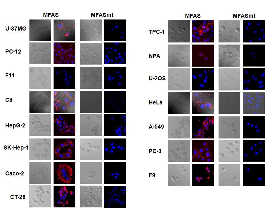 자성형광 나노입자(MF)에 AS1411 Aptamer를 표지 한 후 다양한 암세포에서 confocal microscopy image 분석을 통한 암 표적력 영상.