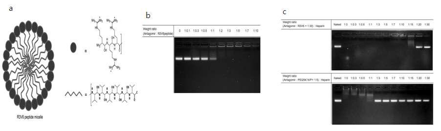 마이크로RNA-21 antagomir와 R3V6 펩타이드 복합체 최적화 분석