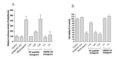 마이크로RNA-21 antagomir에 의한 miR-21 억제 효과