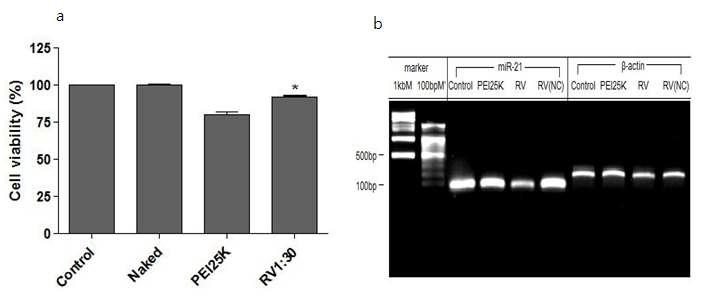 마이크로RNA-221 antagomir-R3V6 복합체의 in vitro 암치료 효능 분석