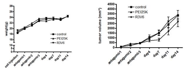 R3V6-Antagomir 복합체 체내 전달 후 암세포 치료효과.