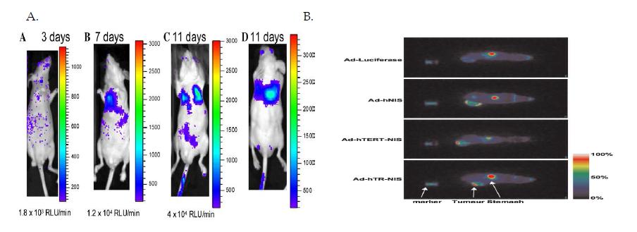 암특이적 유전자를 이용한 분자영상. A, prostate specific membrane antigen 프로모터를 이용한 bioluminescent 영상 (Li et al., 2005). B, human telomerase RNA (hTR) 및 human telomerase reverse transcriptase (hTERT) 프로모터를 이용한 핵영상.