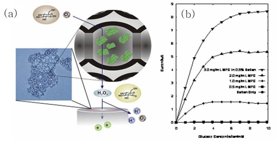 (a) 메조포러스 탄소에 담지한 GO를 이용한 glucose 센서의 모식도. (b) glucose 농도에 따른 센서의 전류 응답 그래프.