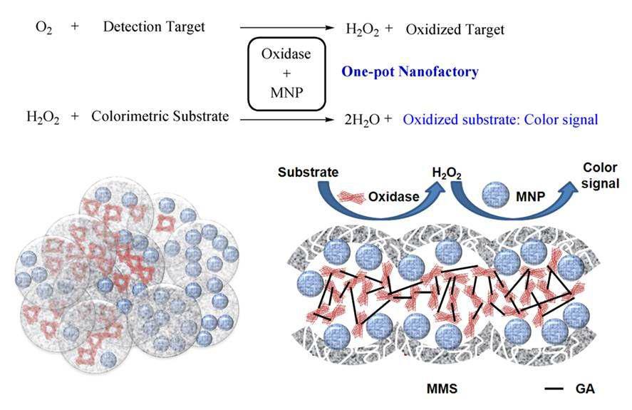 Mesocellular 실리카내부에 MNP와 산화효소들을 담지한 nanofactory의 모식도.