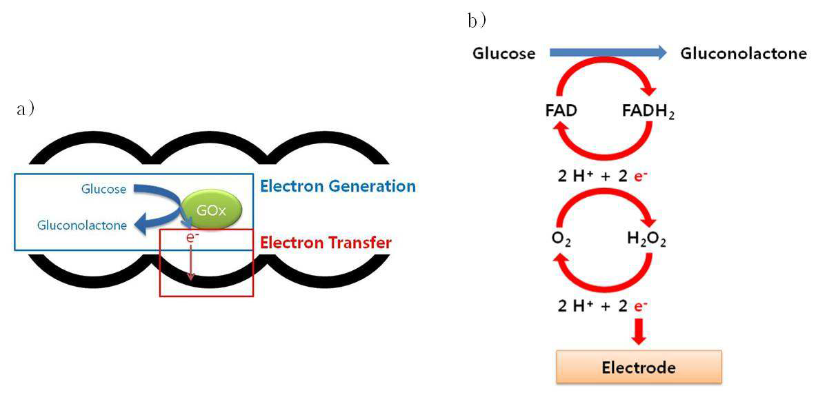 (a) 전자의 생성과 GOx로부터 전극까지 전자이동의 전체적인 그림.
