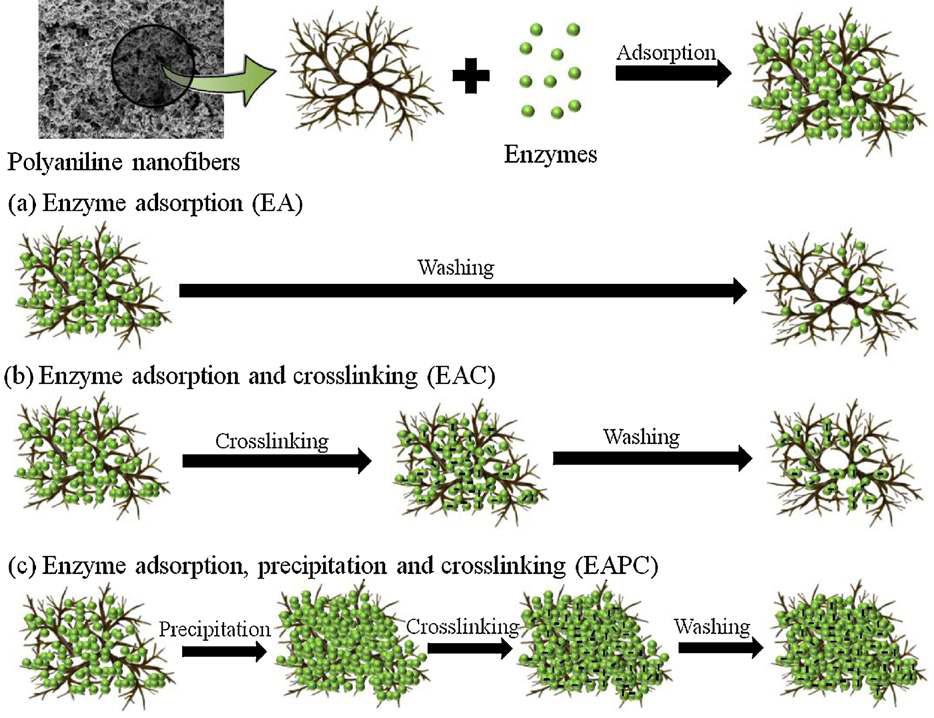 Schematic for the enzyme immobilization strategies with PANFs, (a) enzyme adsorption (EA), (b) enzyme adsorption and crosslinking (EAC), and (c) enzyme adsorption, precipitation and crosslinking (EAPC).