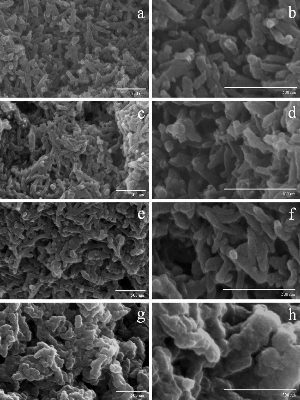 SEM images of PANFs (a and b), EA (c and d), EAC (e and f), and EAPC (g and h).