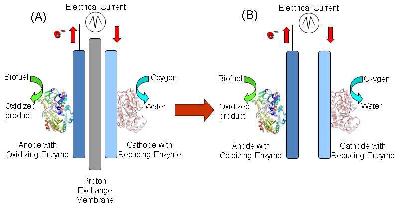 Schematic diagram for biofuel cells for enzymatic biofuel cells