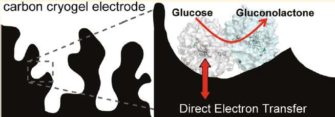 Schematics of enzyme adsorption onto carbon cryogel electrode.