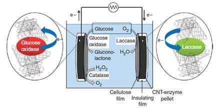 Schematic presentation of the setup of a glucose BFC.